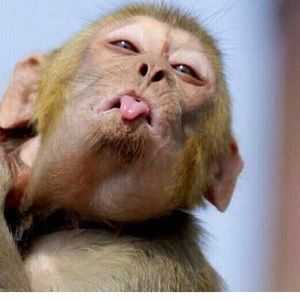 Meet your Posher, Raven